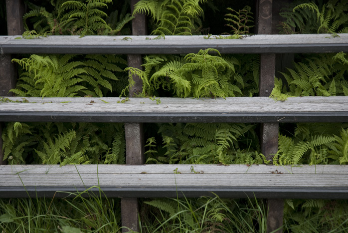 Ferns and Steps